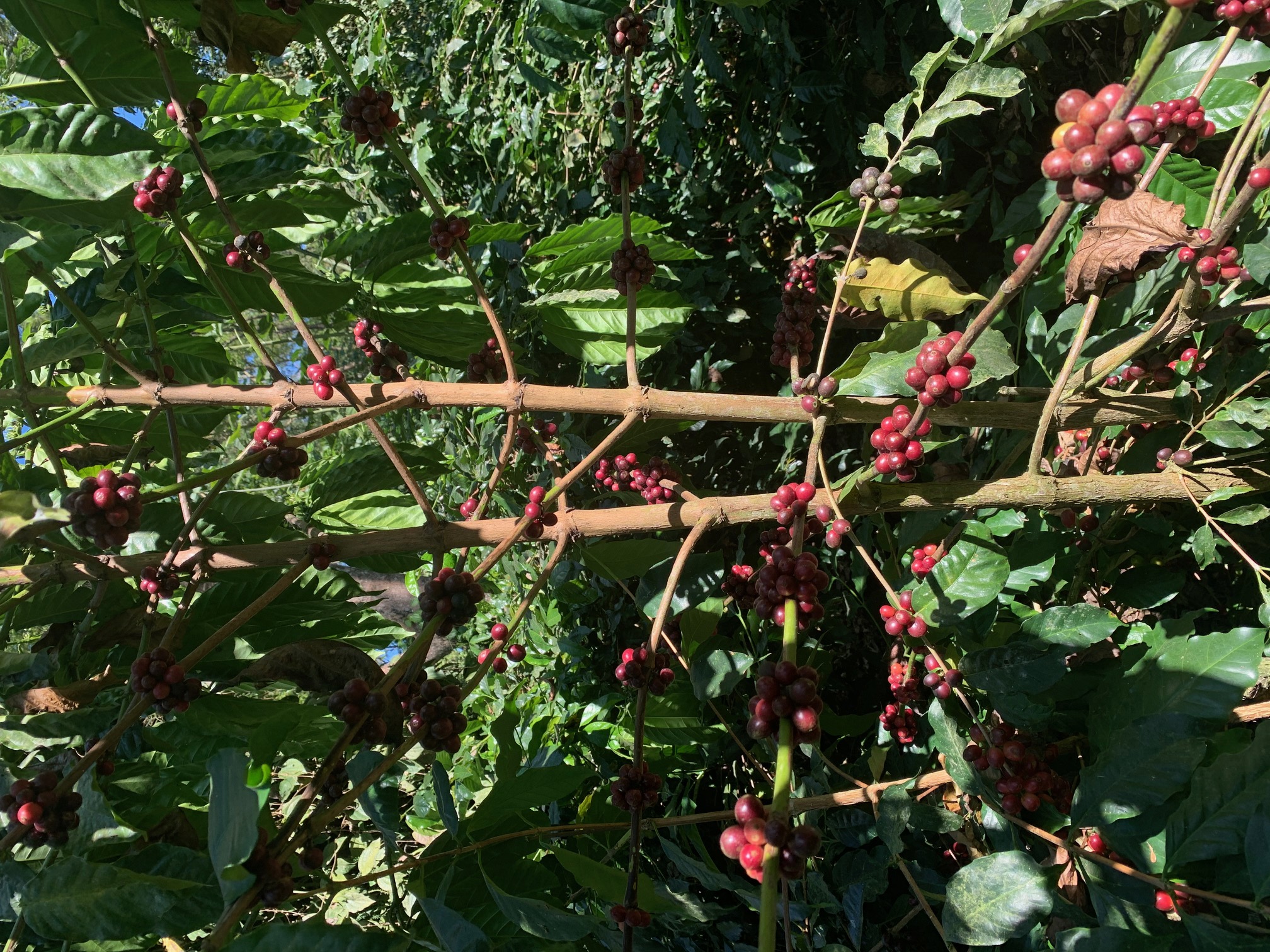 Arabica Coffee