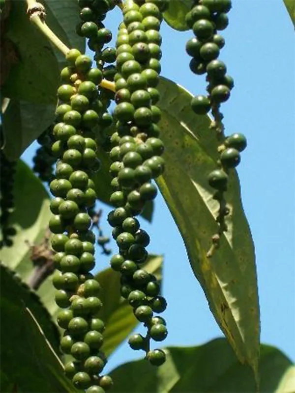 Black Pepper